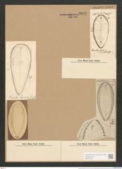 Surirella capronii Brab. (de-Toni-Nr.: Genus 53, Species 2252) Zeichnungen Sammlung Grunow Nr. 4683 (NHMW-BOT-W0372758)